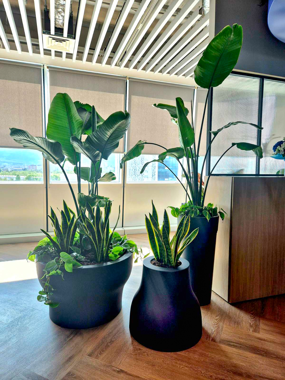 Interior-Plant-Design-Project-33