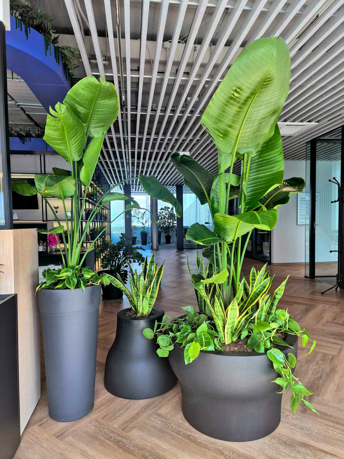 Interior-Plant-Design-Project-35