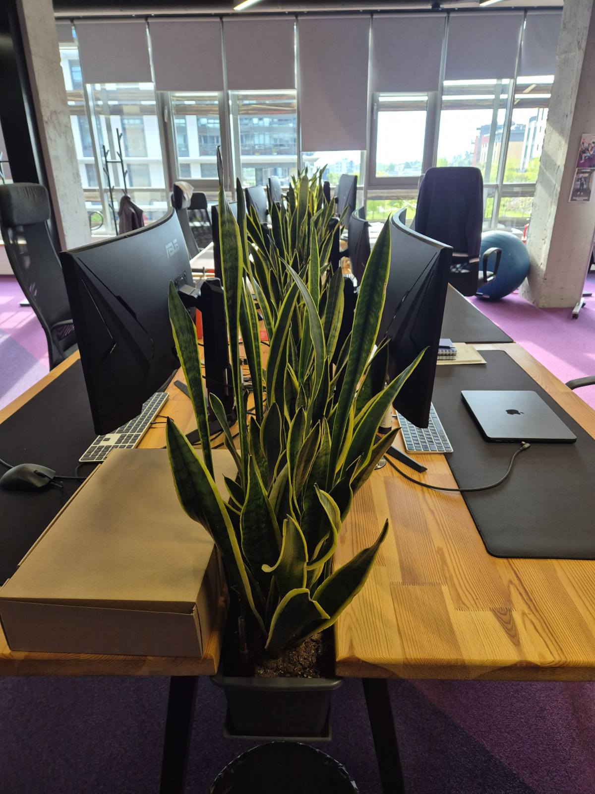 Interior-Plant-Design-Project-52