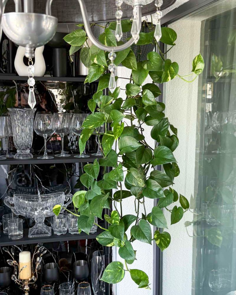 Проект на Interior Plant Design, съчетаващ едроразмерни декоративни растения и модерни кашпи за създаване на зелена, елегантна и вдъхновяваща работна среда.